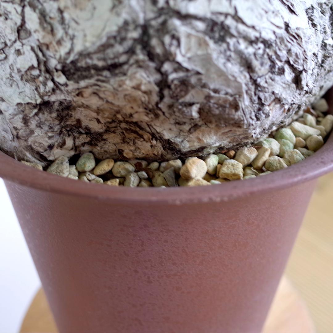 フィルミアナ・フルゲンス　Firmiana fulgens　塊根植物コーデックス