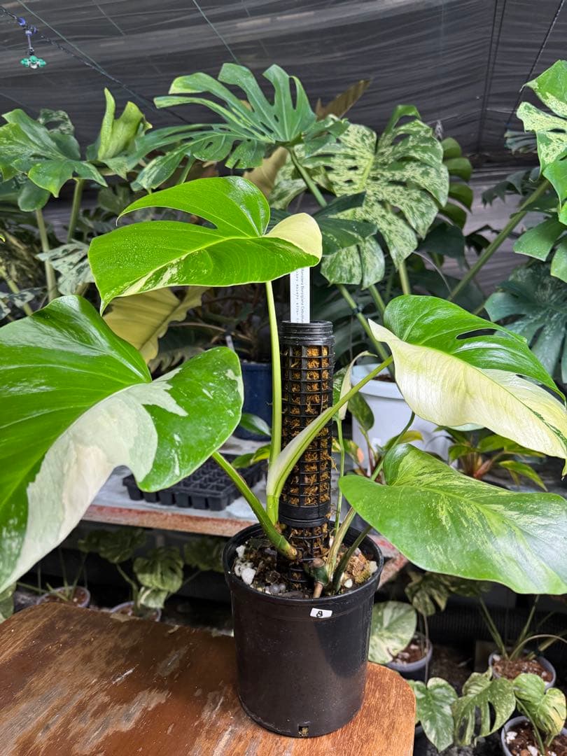 8モンステラ　ボルギシアナ　セブブルー　日本オリジナル品種　鉢モスポール付き