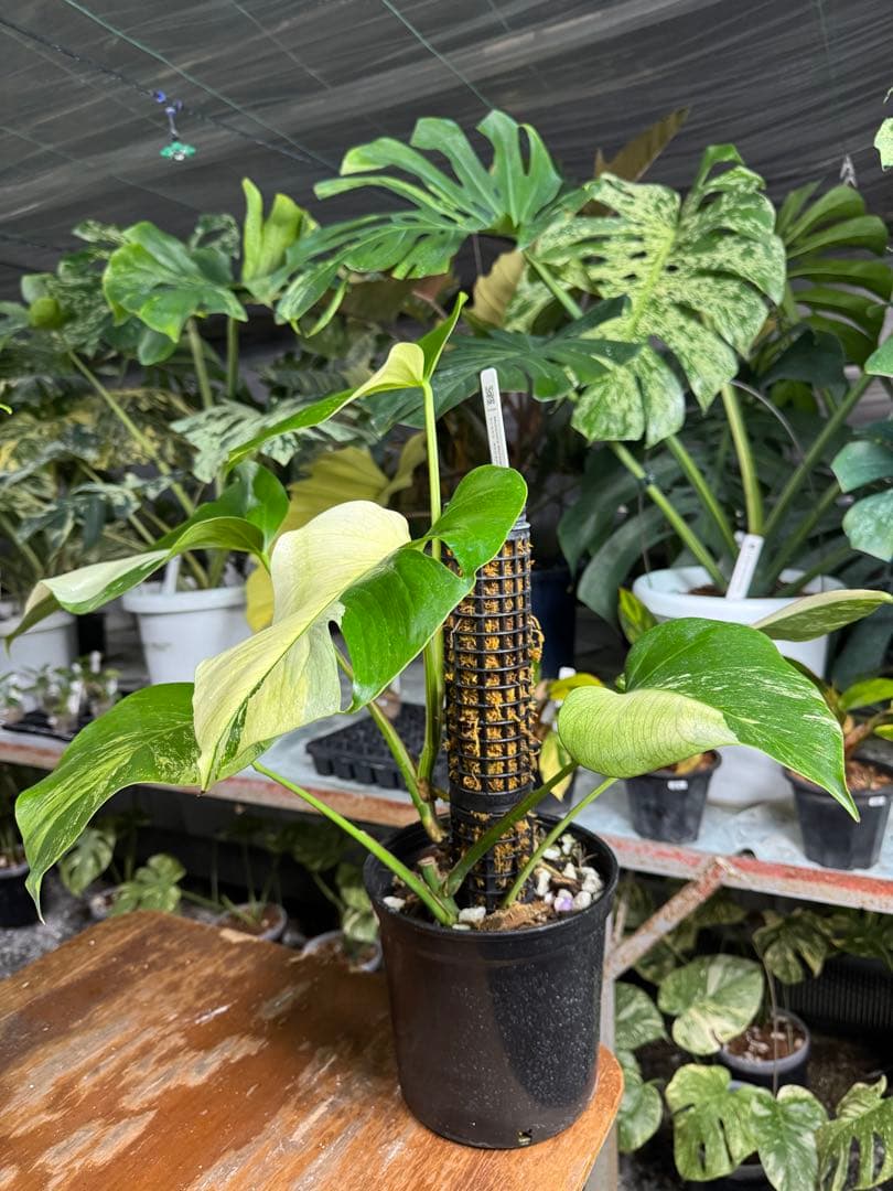 8モンステラ　ボルギシアナ　セブブルー　日本オリジナル品種　鉢モスポール付き