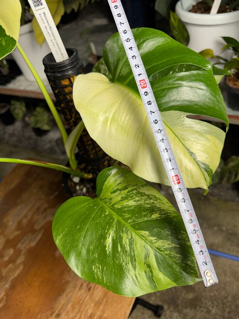 8モンステラ　ボルギシアナ　セブブルー　日本オリジナル品種　鉢モスポール付き