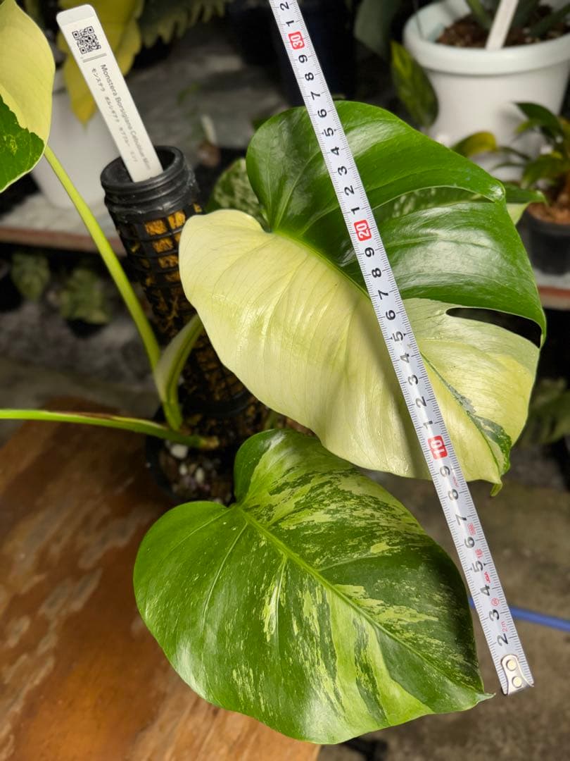 8モンステラ　ボルギシアナ　セブブルー　日本オリジナル品種　鉢モスポール付き