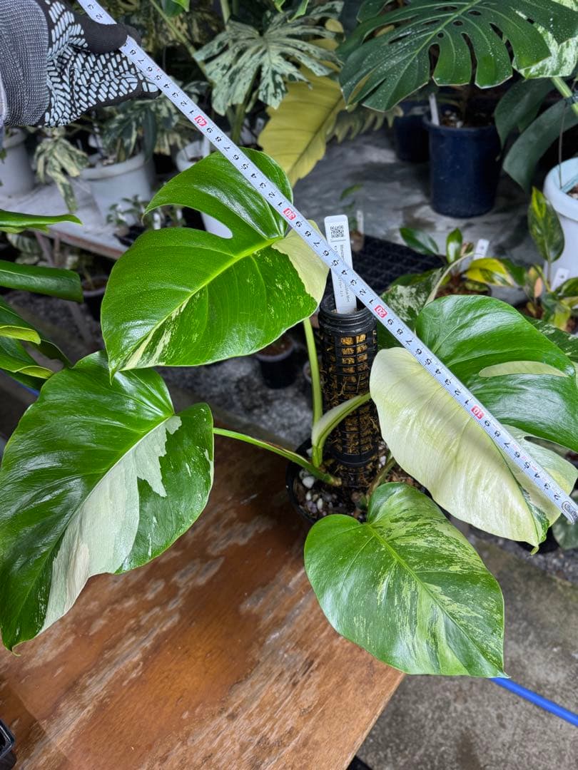 8モンステラ　ボルギシアナ　セブブルー　日本オリジナル品種　鉢モスポール付き