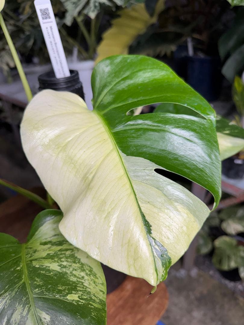 8モンステラ　ボルギシアナ　セブブルー　日本オリジナル品種　鉢モスポール付き