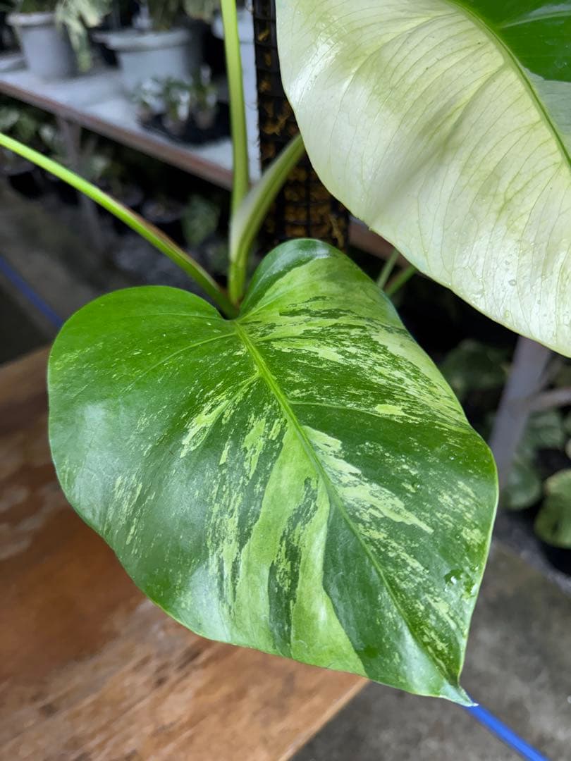 8モンステラ　ボルギシアナ　セブブルー　日本オリジナル品種　鉢モスポール付き