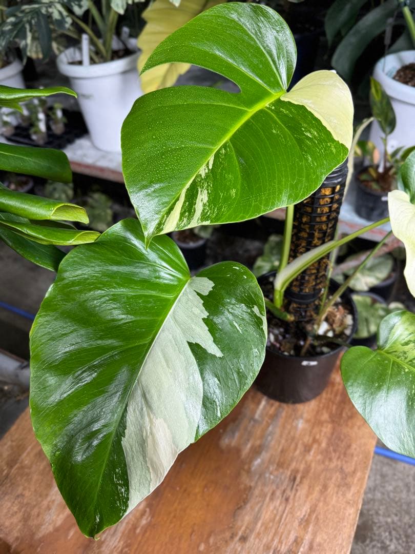 8モンステラ　ボルギシアナ　セブブルー　日本オリジナル品種　鉢モスポール付き