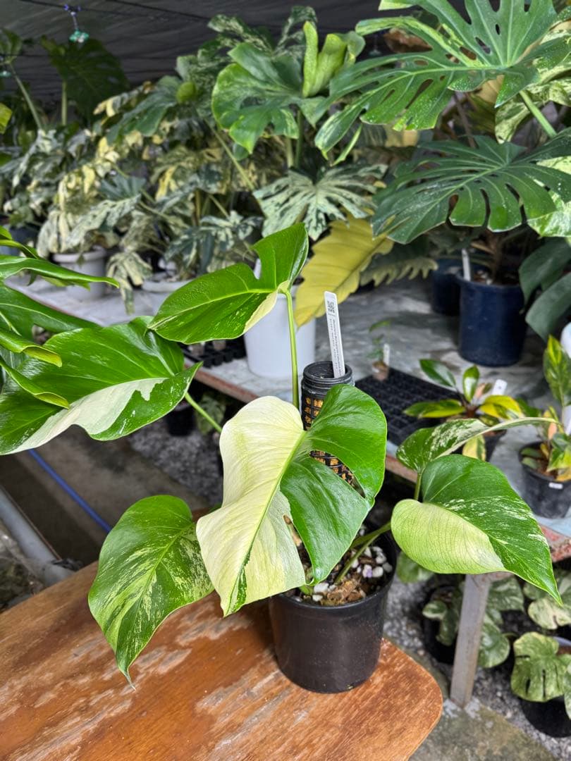 8モンステラ　ボルギシアナ　セブブルー　日本オリジナル品種　鉢モスポール付き