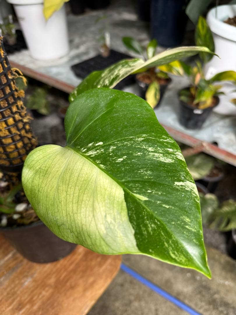 8モンステラ　ボルギシアナ　セブブルー　日本オリジナル品種　鉢モスポール付き