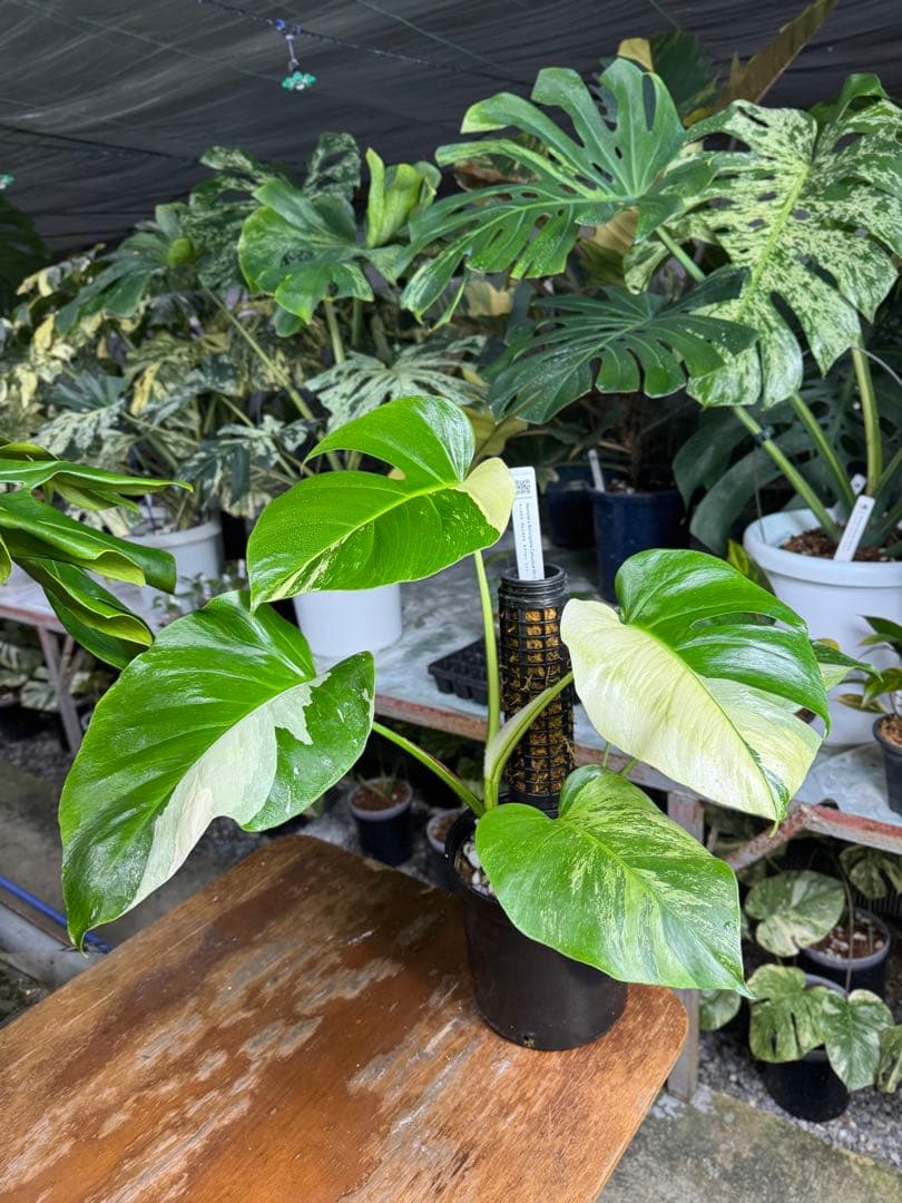 8モンステラ　ボルギシアナ　セブブルー　日本オリジナル品種　鉢モスポール付き