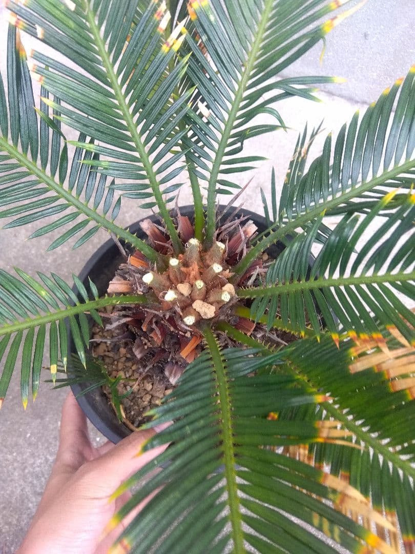 ひろこsan様専用 金環ソテツ 7号鉢つき 特別個体❗子株2株つき❗ ③
