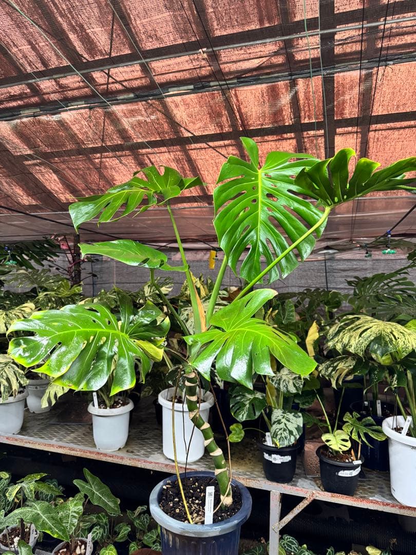 ブーファン ハエマントイデス 実生苗8苗セット