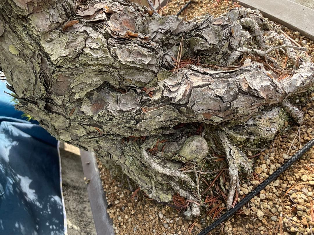 upyh0ccmpri31hhvmd08  【五葉松】盆栽※引き取り限定！