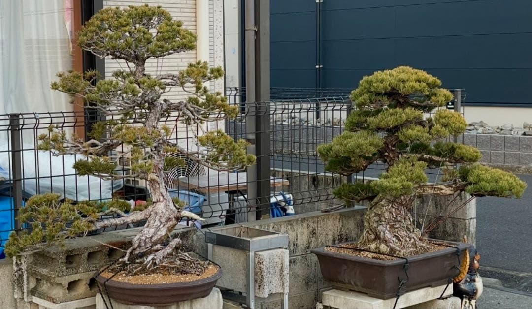 upyh0ccmpri31hhvmd08  【五葉松】盆栽※引き取り限定！