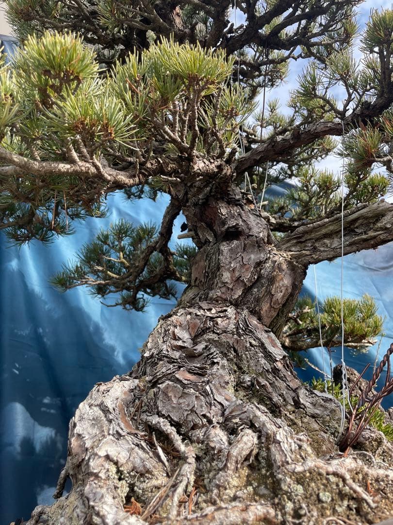 upyh0ccmpri31hhvmd08  【五葉松】盆栽※引き取り限定！