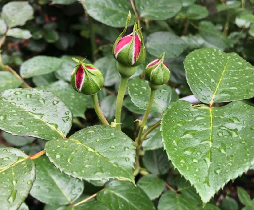 レッドピエールドゥロンサール薔薇苗木
