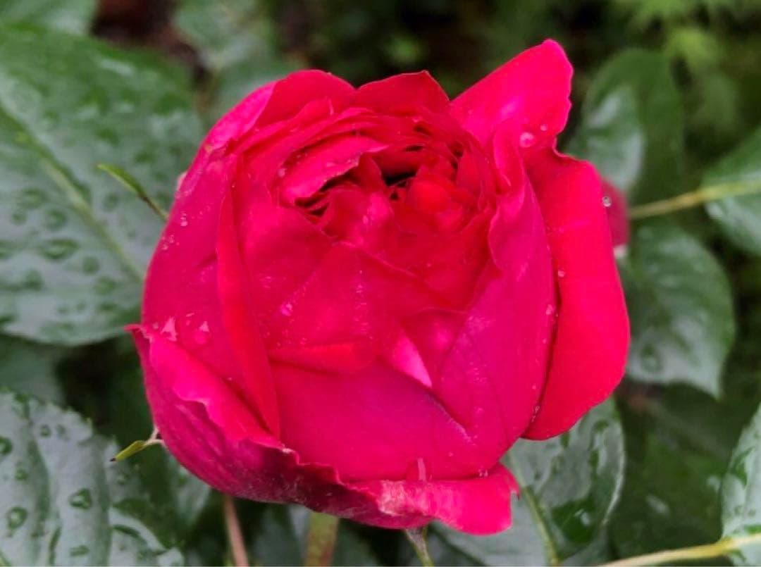 レッドピエールドゥロンサール薔薇苗木