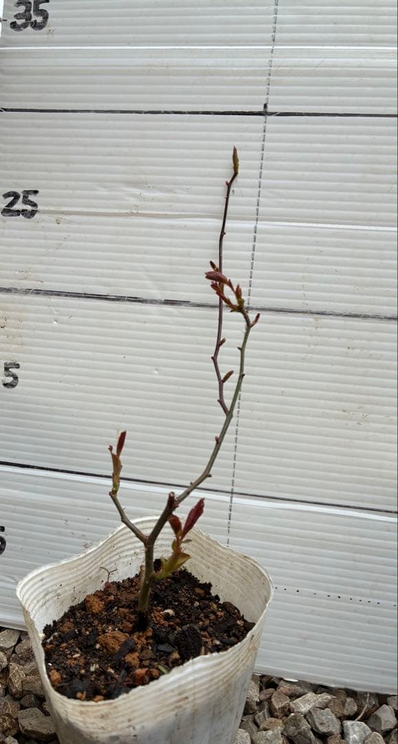 レッドピエールドゥロンサール薔薇苗木