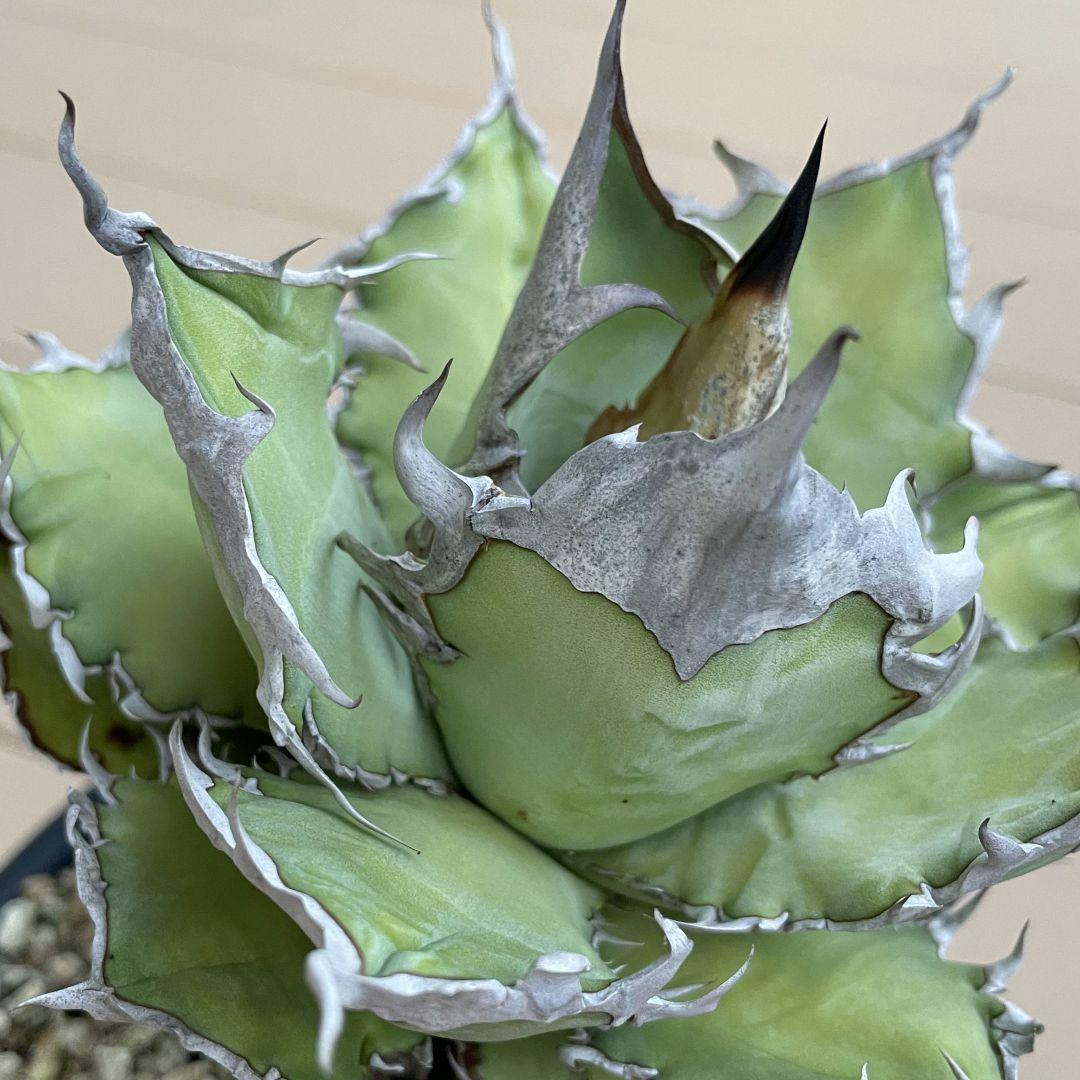 S*K様 アガベ ギロチン ロウルサンコ オテロイ チタノタ - メルカリ