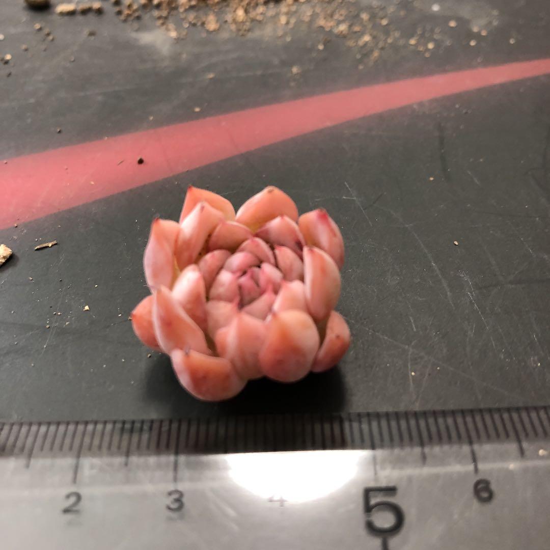 チェリーティピ 多肉植物