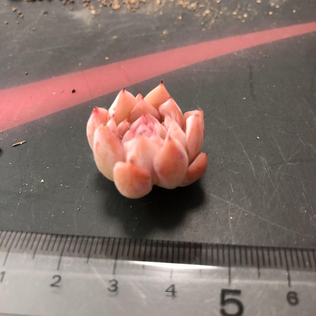 チェリーティピ 多肉植物