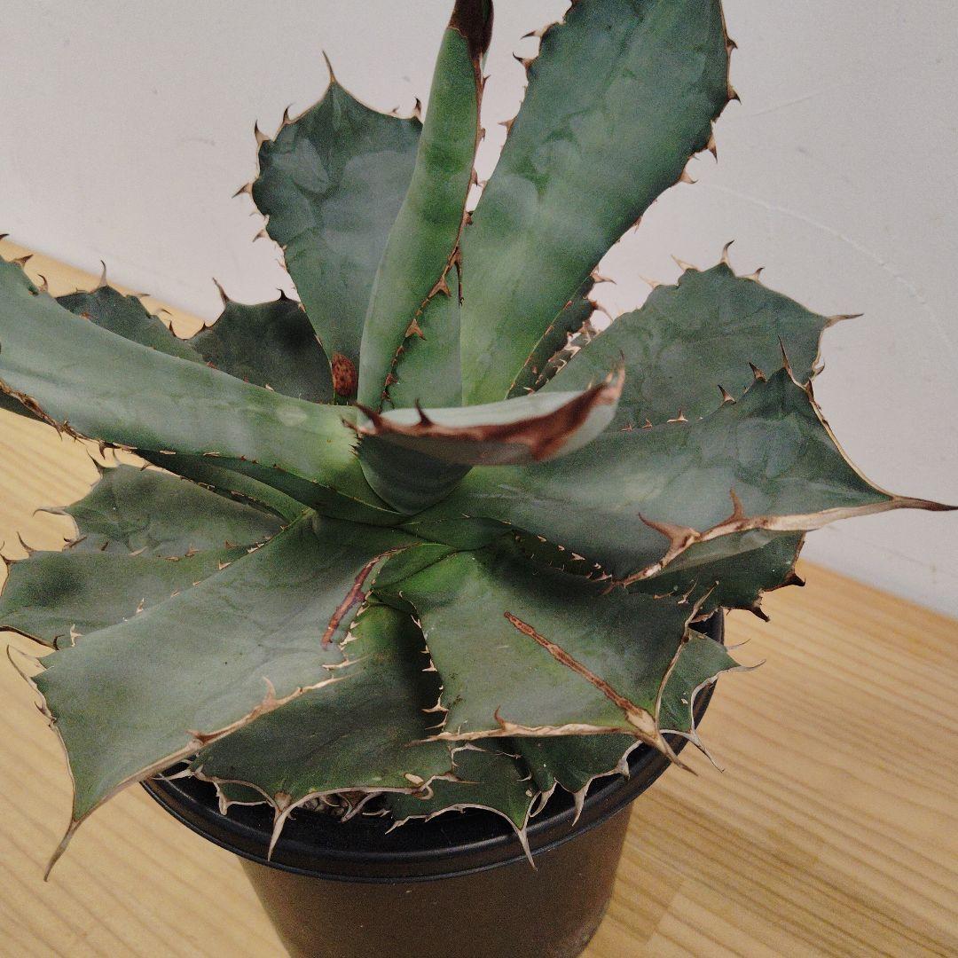 アガベ チタノタパンダ鉢込み高さ40cm横30cm 大きめアガベ　インテリア