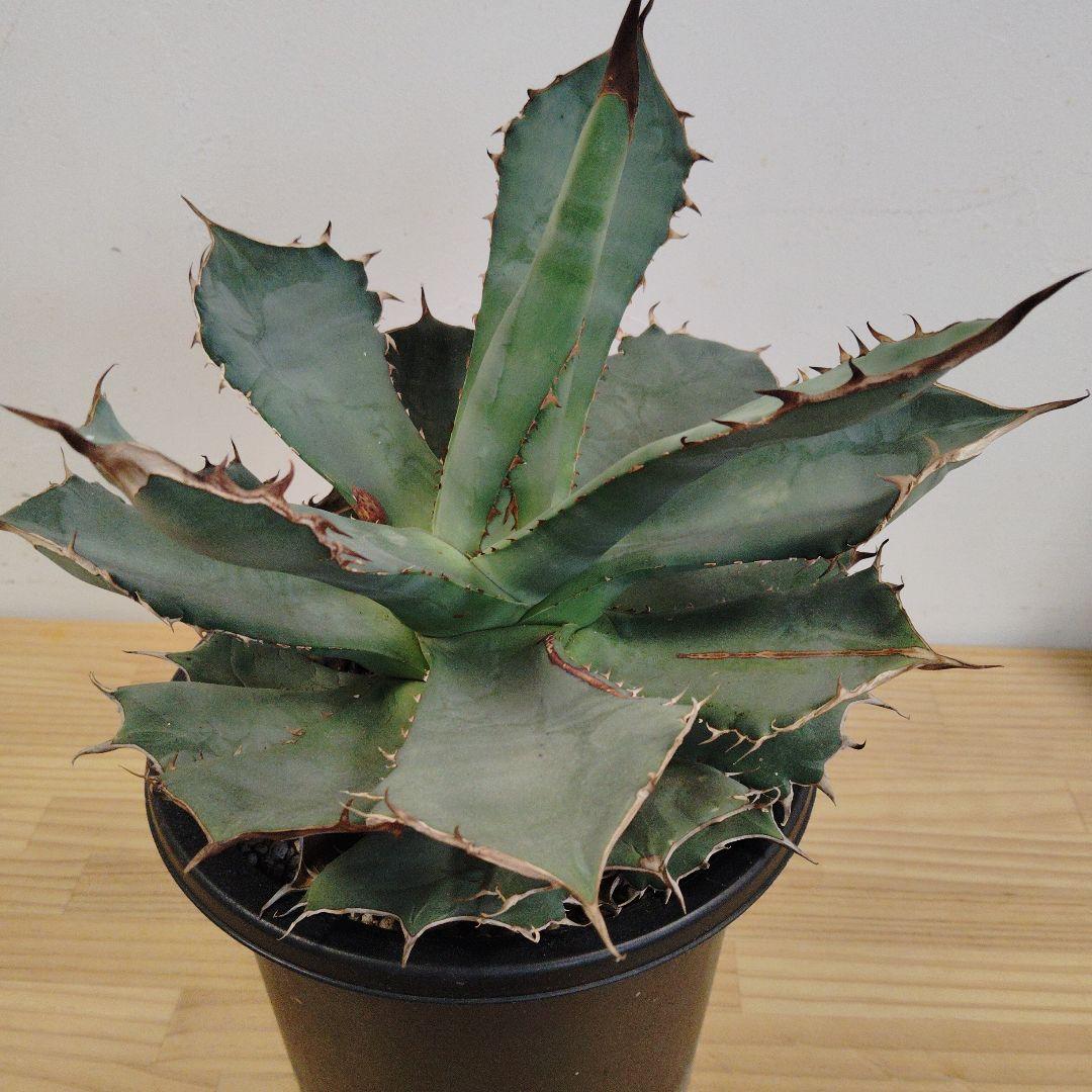 アガベ チタノタパンダ鉢込み高さ40cm横30cm 大きめアガベ　インテリア