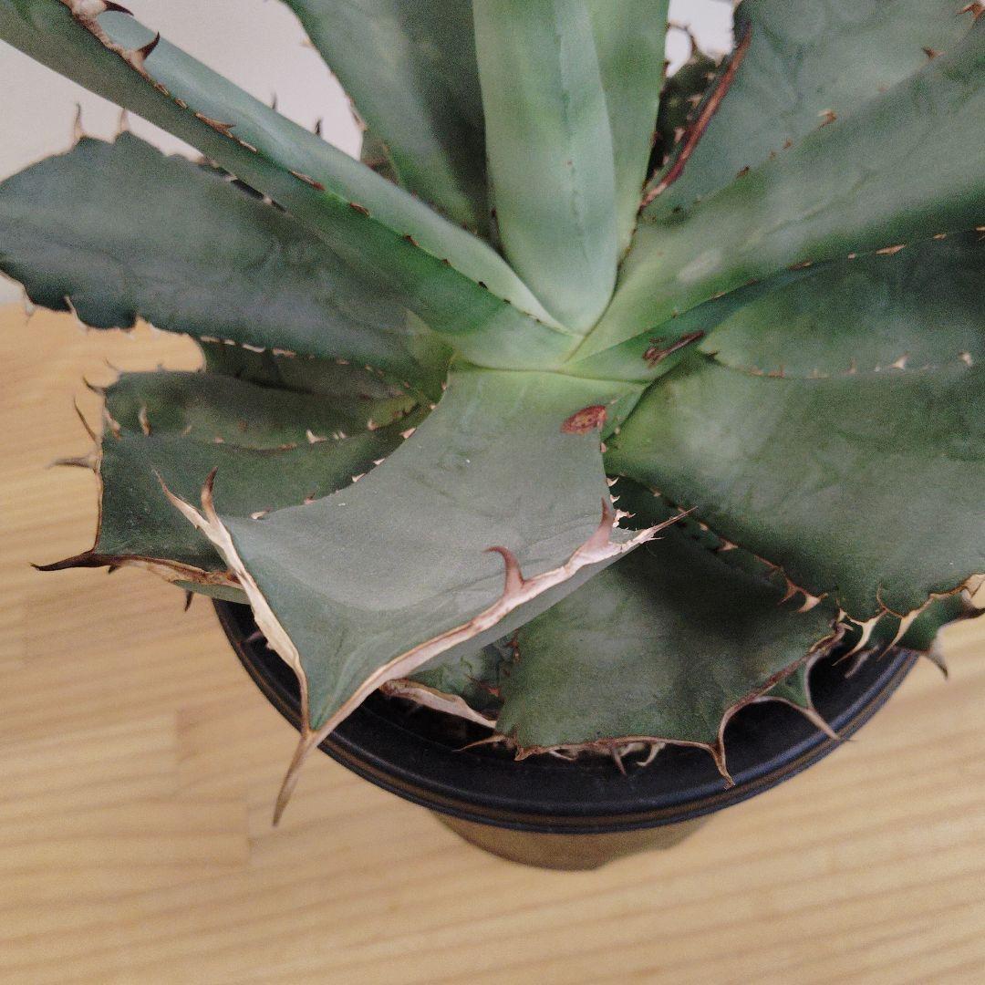 アガベ チタノタパンダ鉢込み高さ40cm横30cm 大きめアガベ　インテリア