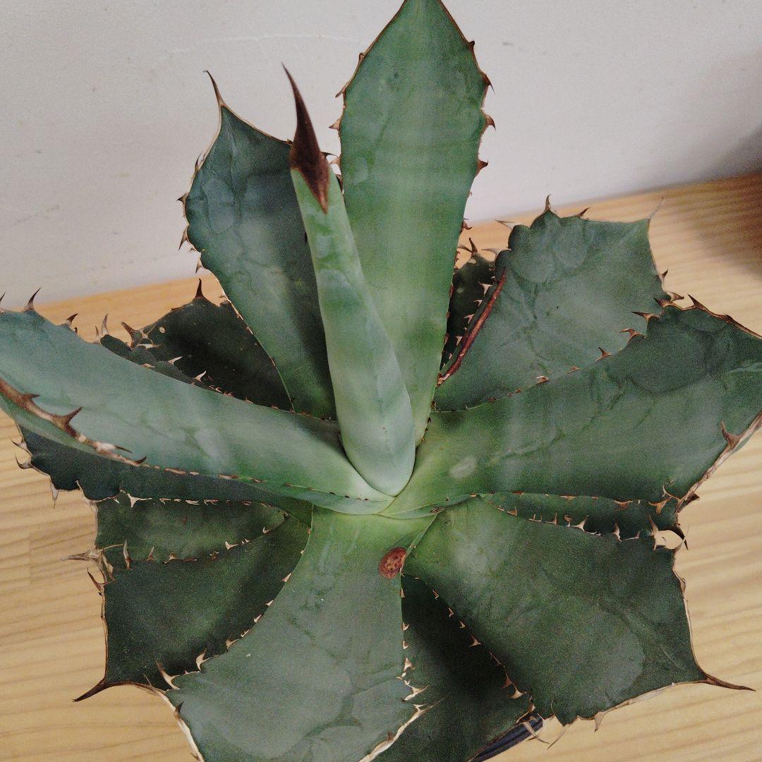 アガベ チタノタパンダ鉢込み高さ40cm横30cm 大きめアガベ　インテリア