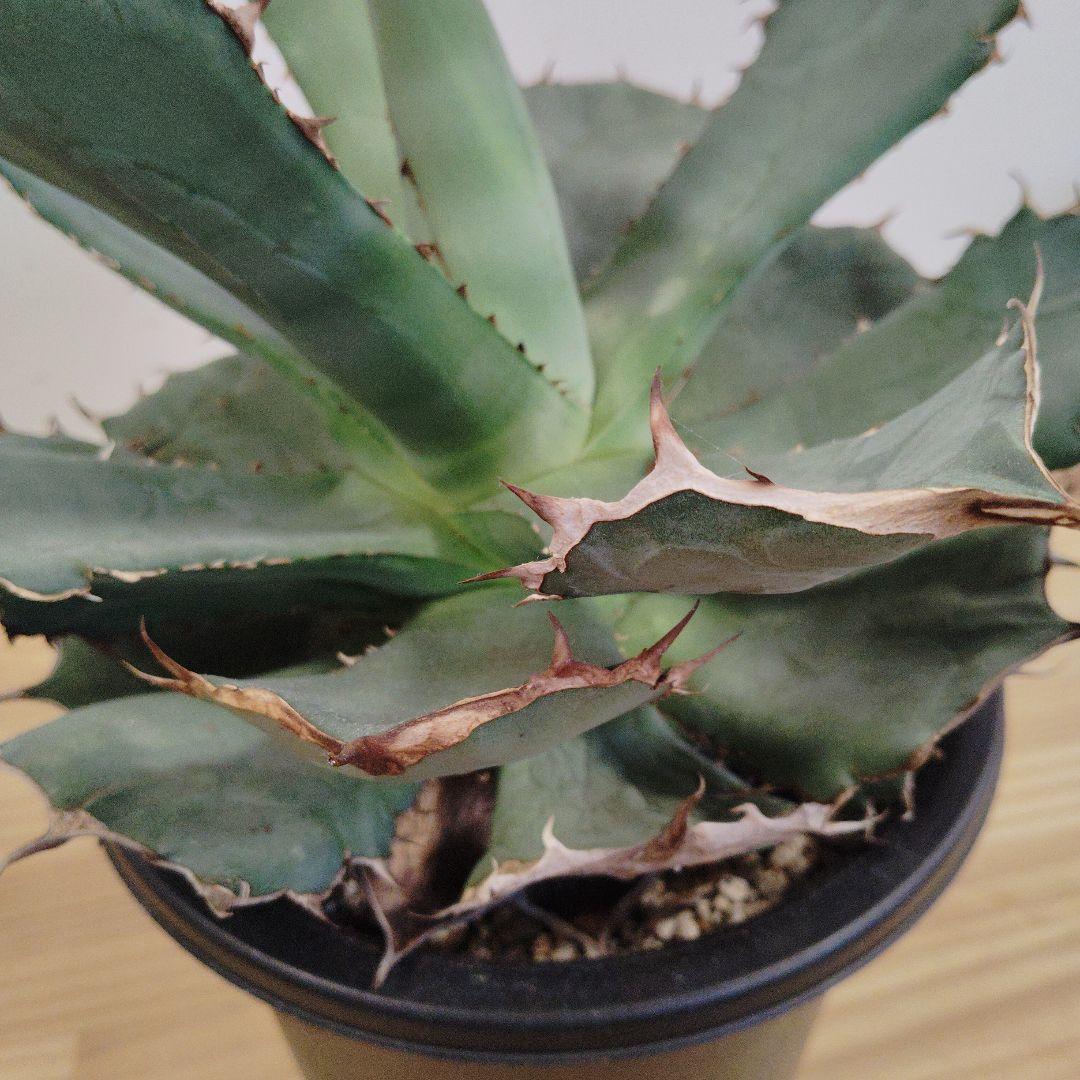 アガベ チタノタパンダ鉢込み高さ40cm横30cm 大きめアガベ　インテリア