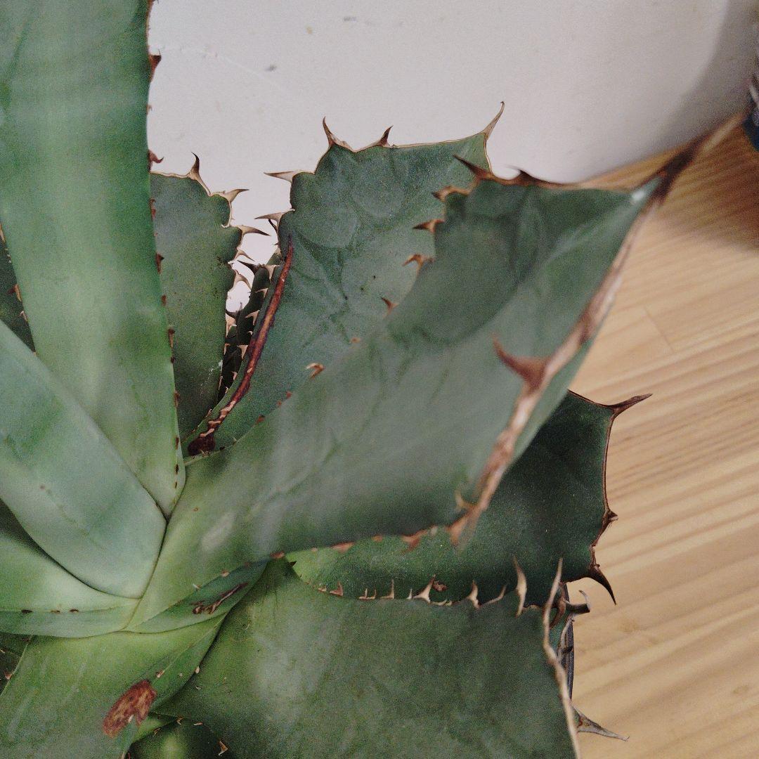 アガベ チタノタパンダ鉢込み高さ40cm横30cm 大きめアガベ　インテリア