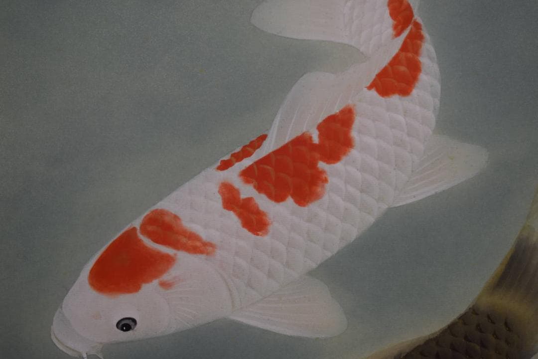 不詳/作者不詳/松鯉図/桐共太巻箱付/布袋屋掛軸HG-115 - メルカリ