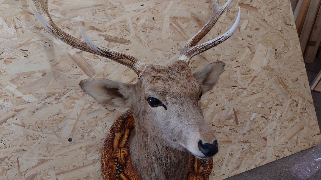 鹿 剥製 角 エゾ鹿 - メルカリ