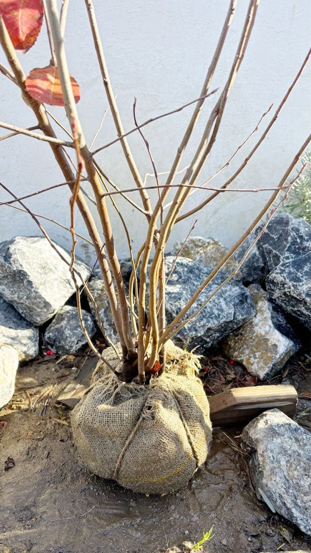 逸品 ジューンベリー株立ち1.4M(鉢底から)品番⑵ | 激安通販のイーサプライ