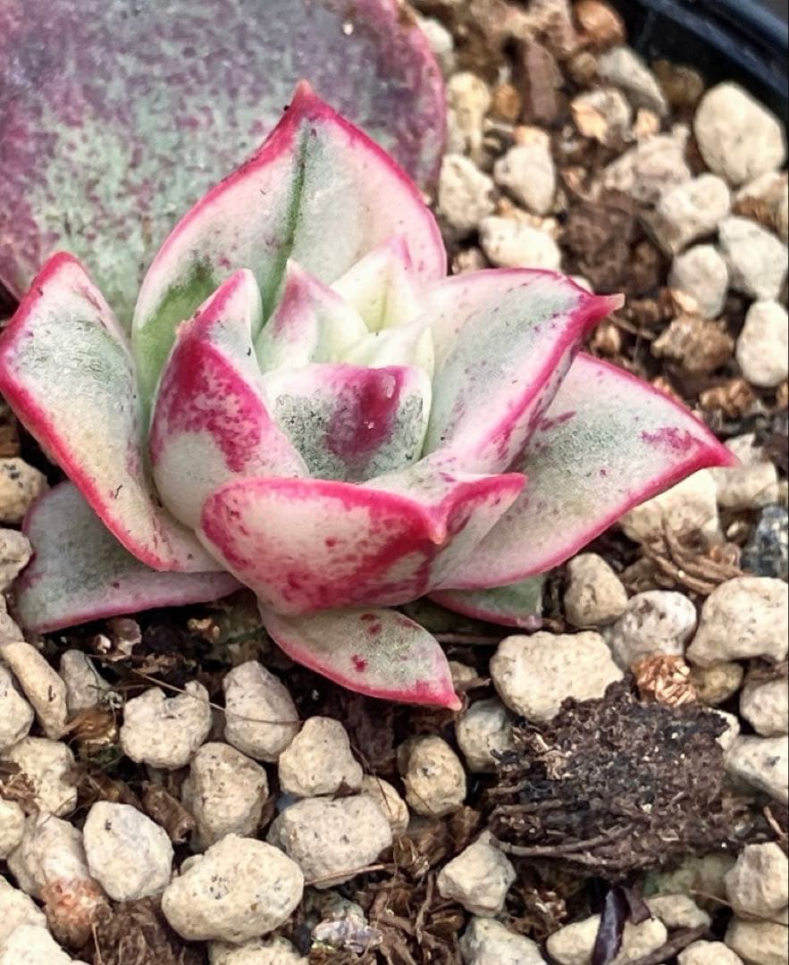 専用　多肉植物　高級種❦原始ロンギシマ錦　抜き苗&オリビア色錦