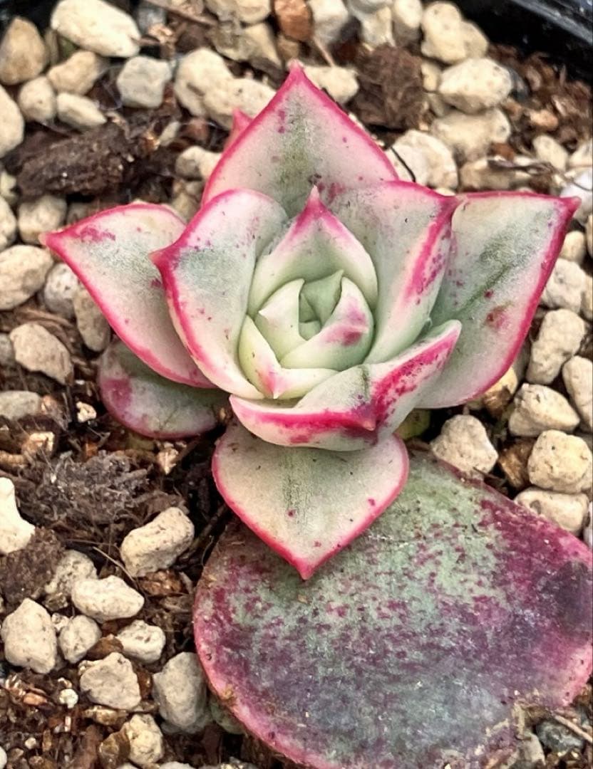 専用　多肉植物　高級種❦原始ロンギシマ錦　抜き苗&オリビア色錦