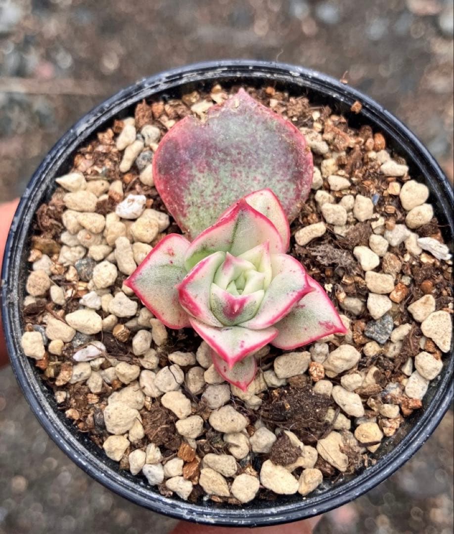 専用　多肉植物　高級種❦原始ロンギシマ錦　抜き苗&オリビア色錦