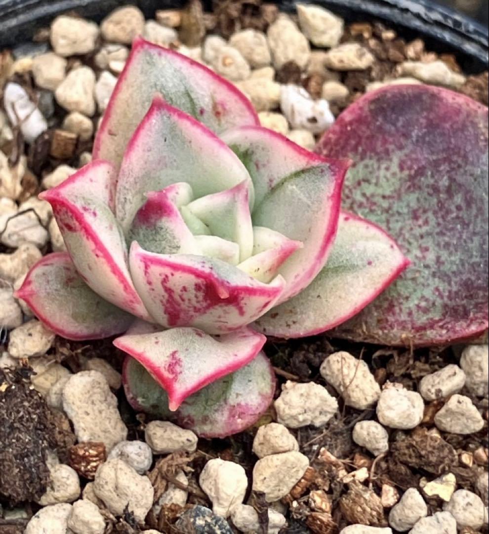 専用　多肉植物　高級種❦原始ロンギシマ錦　抜き苗&オリビア色錦