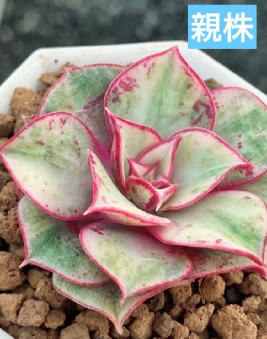 専用　多肉植物　高級種❦原始ロンギシマ錦　抜き苗&オリビア色錦