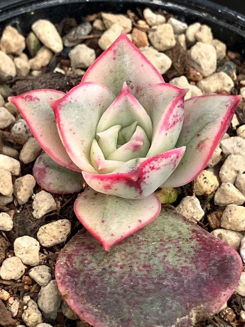 専用　多肉植物　高級種❦原始ロンギシマ錦　抜き苗&オリビア色錦