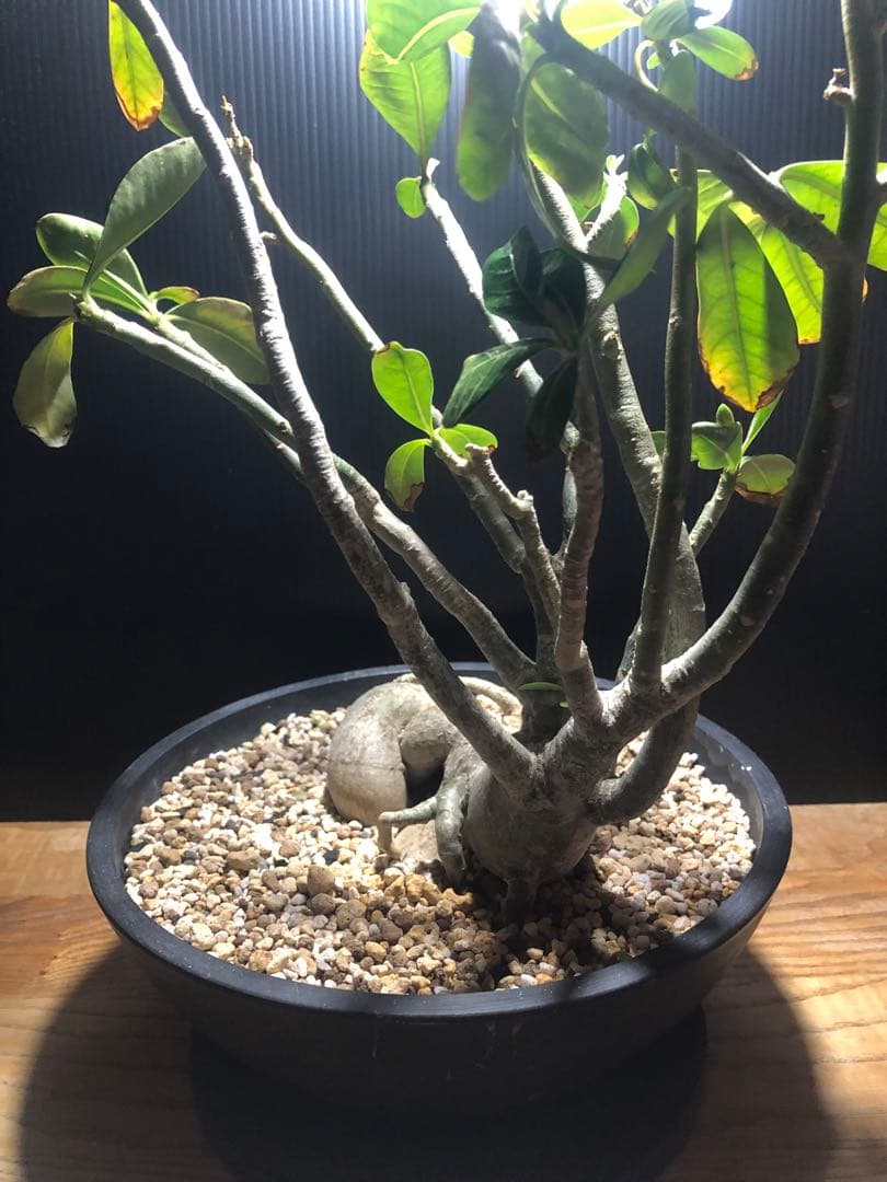 アデニウム アラビカム 盆栽仕立て 実生6年 - メルカリ