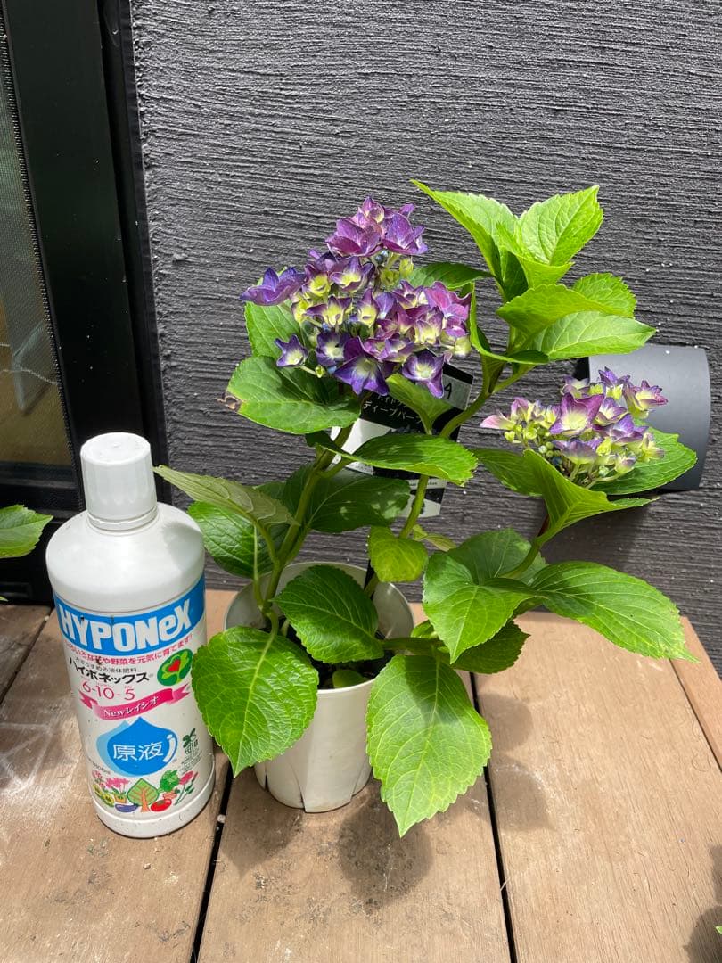 【花苗】ハイドランジア　ディープパープル　普通苗 タグ付き正規品　ポット毎発送