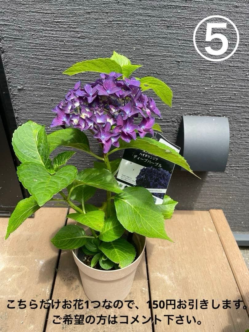 【花苗】ハイドランジア　ディープパープル　普通苗 タグ付き正規品　ポット毎発送