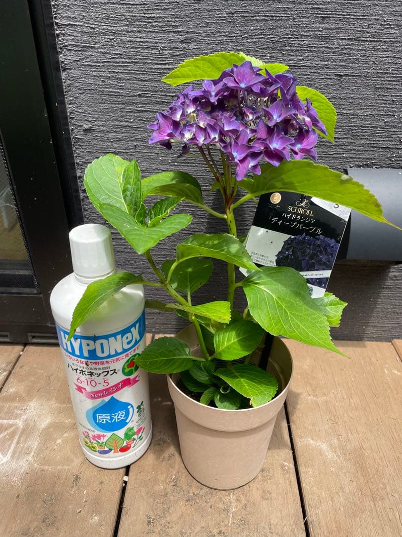 【花苗】ハイドランジア　ディープパープル　普通苗 タグ付き正規品　ポット毎発送
