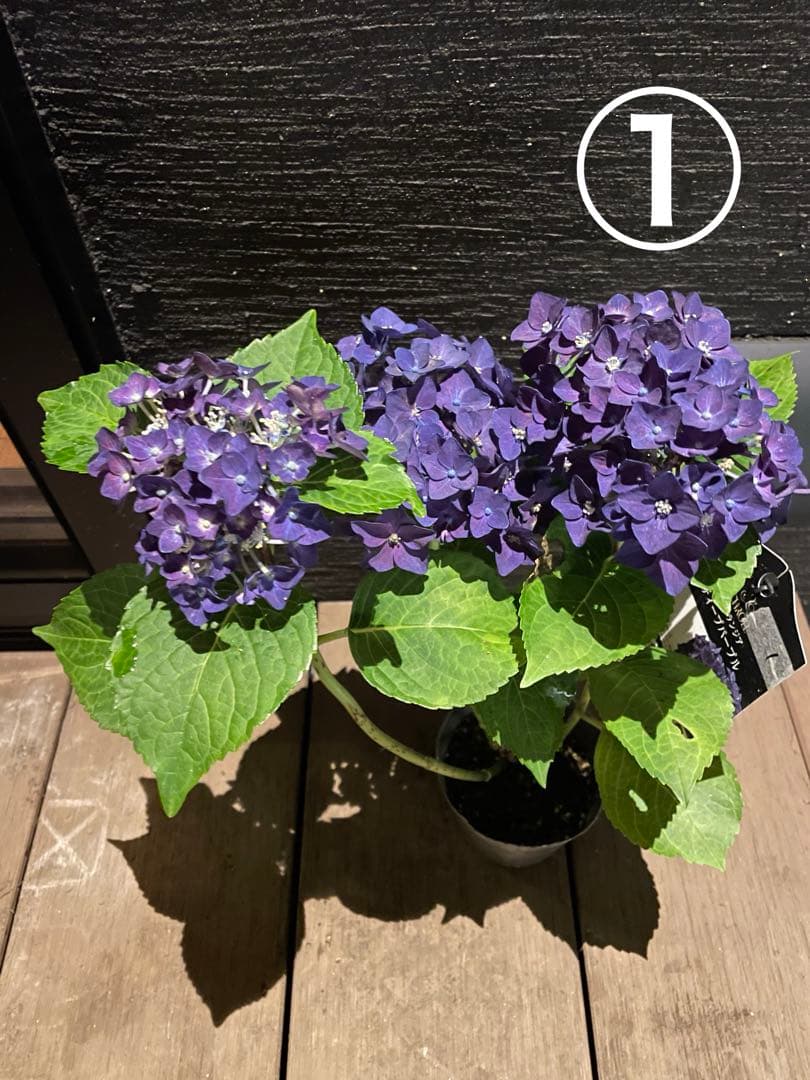 【花苗】ハイドランジア　ディープパープル　普通苗 タグ付き正規品　ポット毎発送