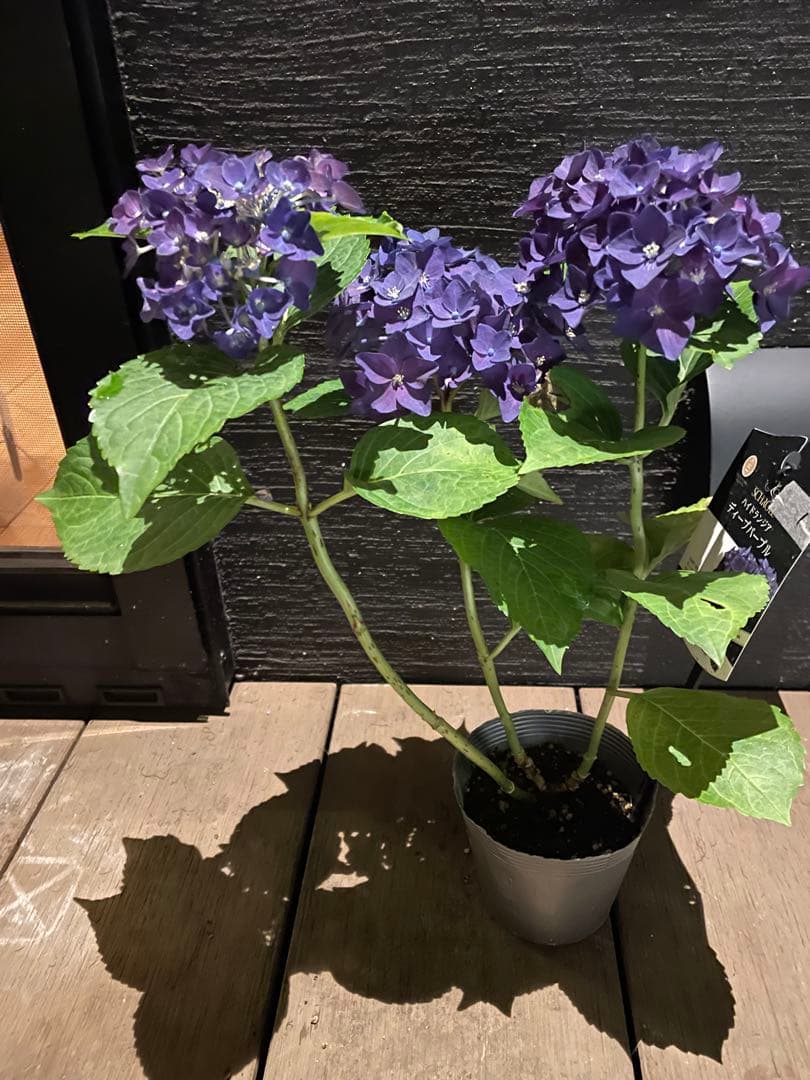 【花苗】ハイドランジア　ディープパープル　普通苗 タグ付き正規品　ポット毎発送
