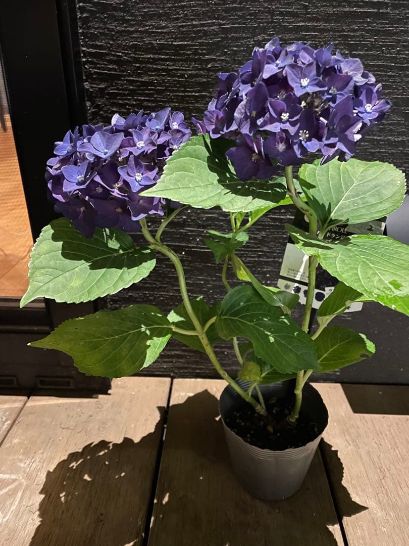 【花苗】ハイドランジア　ディープパープル　普通苗 タグ付き正規品　ポット毎発送