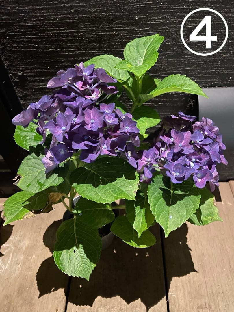 【花苗】ハイドランジア　ディープパープル　普通苗 タグ付き正規品　ポット毎発送