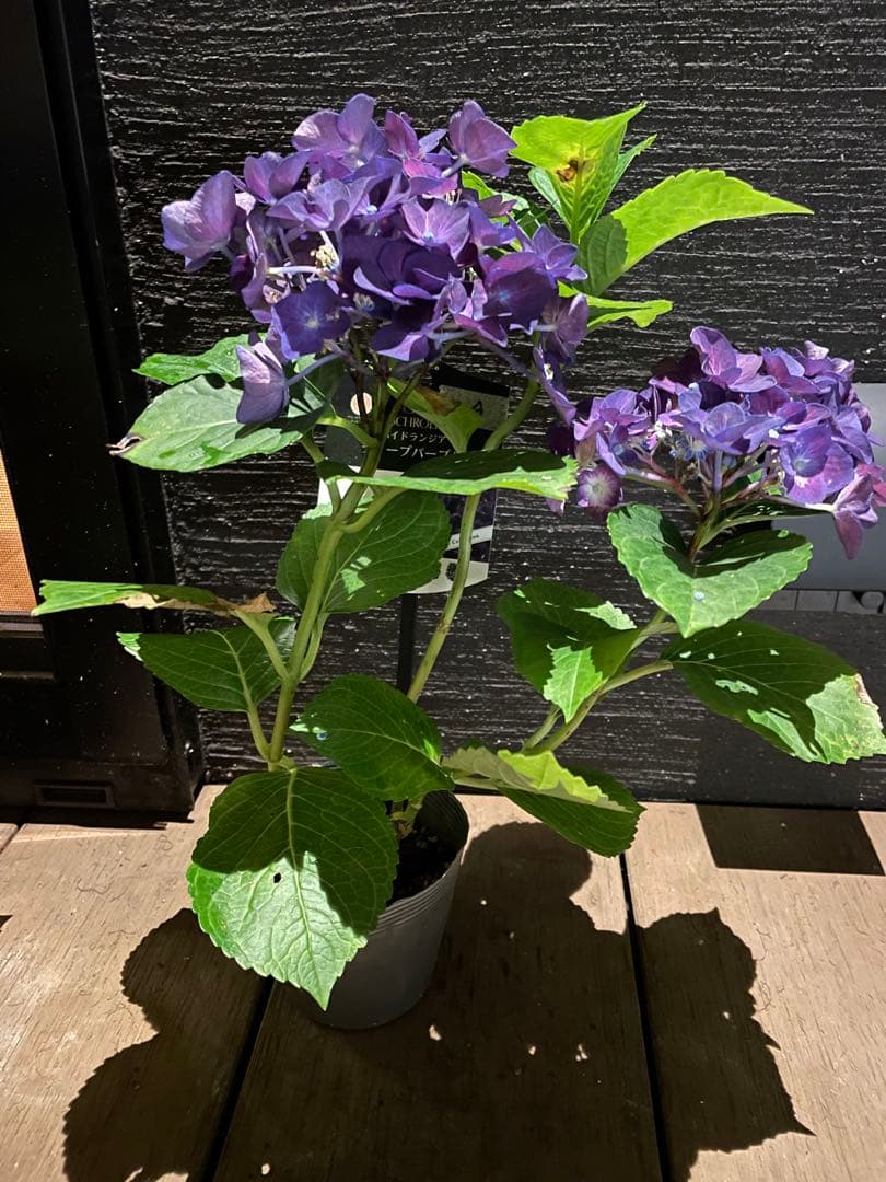 【花苗】ハイドランジア　ディープパープル　普通苗 タグ付き正規品　ポット毎発送