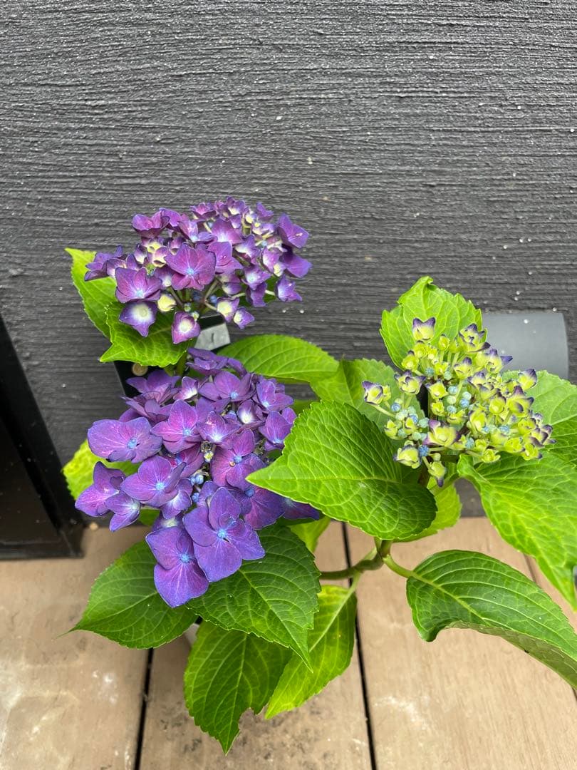 【花苗】ハイドランジア　ディープパープル　普通苗 タグ付き正規品　ポット毎発送