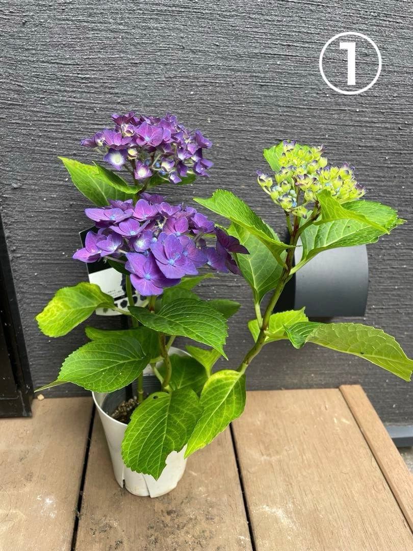 【花苗】ハイドランジア　ディープパープル　普通苗 タグ付き正規品　ポット毎発送