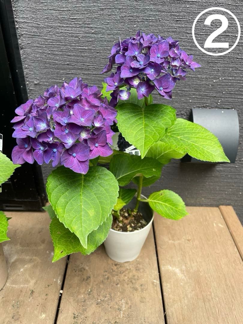 【花苗】ハイドランジア　ディープパープル　普通苗 タグ付き正規品　ポット毎発送